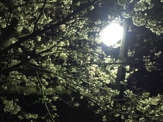 ちょうど満開の夜桜でした